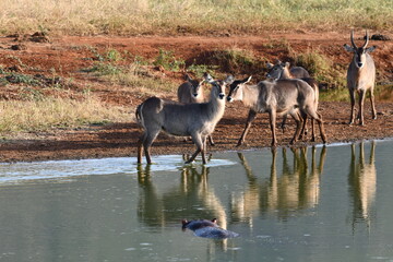 Naklejka premium Waterbuck herd drinks at watering hole with hippo