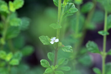 Blossom of a stick oregano, Lippia micromera