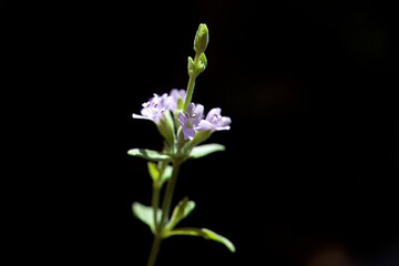 Blossoms of a slender mint, Mentha diemenica