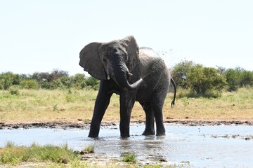 Obraz premium Elefantenbulle (loxodonta africana) am Wasserloch Tsumcor im Etoscha Nationalpark