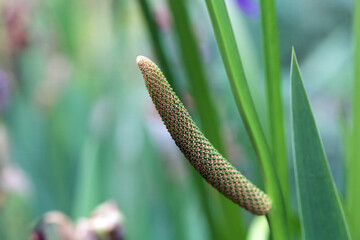 Inflorescence of a sweet flag, Acorus calamus