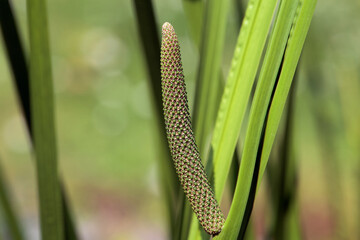 Inflorescence of a sweet flag, Acorus calamus