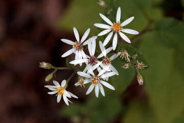 White wood aster, Aster divaricatus