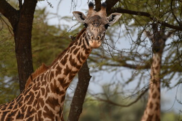 Majestic giraffe gazes directly, exploring savanna branches