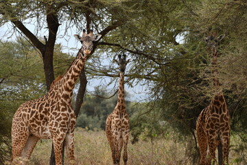 Graceful giraffes feeding from acacia trees in safari