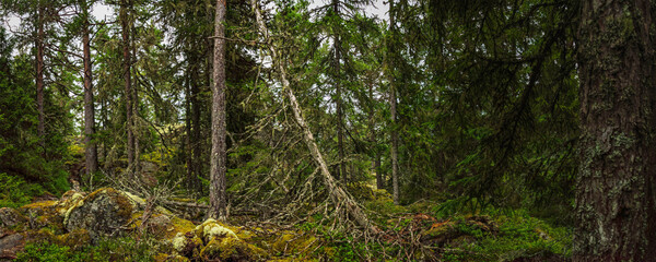 Panoramic view of a lush, dense forest in Sweden, featuring a fallen tree covered in moss, rocks, and various plants, creating a serene and natural woodland scene