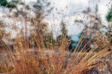 Wild grasses are growing in the serene landscape of northern Sweden, creating a tranquil scene that embodies the beauty of Nordic nature with blurred background and cloudy sky