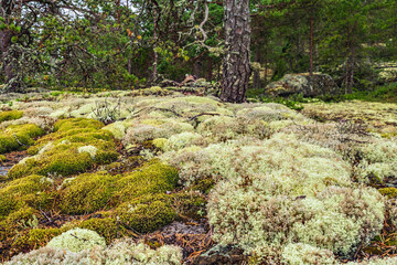 Beautiful green and white moss blanketing the ground in a Swedish forest, forming a vibrant tapestry that highlights nature's artistry and the intricate beauty of the woodland ecosystem