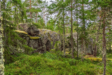 Pine and spruce trees growing near a rocky terrain covered with moss and lichen in a forest in Sweden, creating a captivating natural scenery