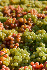 Vertical close-up photo of red and white grape clusters in green crates. Warm autumn sunlight highlights textures and vibrant colors, creating cozy and rustic vineyard harvest atmosphere.