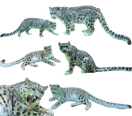 Set of Snow Leopard Toy Figures (Panthera uncia) Isolated on White Background with Copy Text Space. Wildlife-Inspired Collectible Element for Education, Play, and Decorative Designs. PNG File