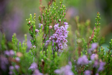 wild heather in the forest