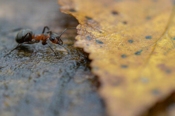 ant on the ground