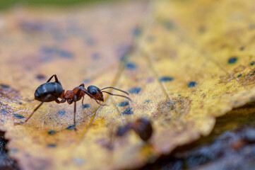 black ant on a leaf