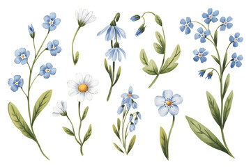 Obraz premium Watercolor illustration of delicate blue and white wildflowers on a white background