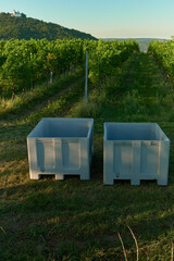 Vertical photo of two empty blue crates on green grass in front of lush vineyard rows. In the distance, a hill with a church is visible under warm autumn sunlight, creating cozy and rustic vineyard ha