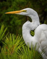 Great Egret Portrait in the marsh