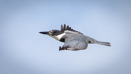 Belted Kingfisher searching for a meal