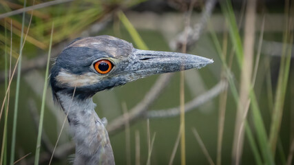 Yellow Crowned Night heron in the marsh