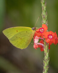 Yellow butterfly on a red flower