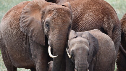 Gentle elephant family portrait in natural habitat © walter geraghty