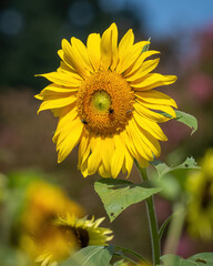 Yellow Sunflower flower in the sun