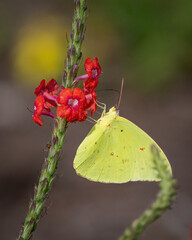 Yellow butterfly on a red flower