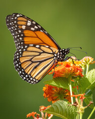 Monarch butterfly on a orange flower