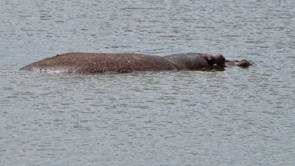 Obraz premium Majestic hippo submerged in calm water, serene wildlife