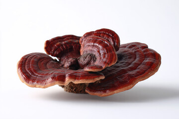 Close-up of a vibrant red-brown fungus,  its  layered,  fan-like caps  spread  out