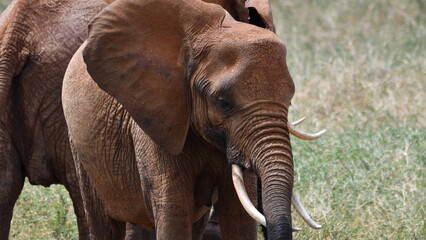 Majestic elephant with large tusks walks in grassy savanna