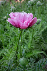 Pink poppy flower in the field close-up. Beautiful pink poppy flower in nature