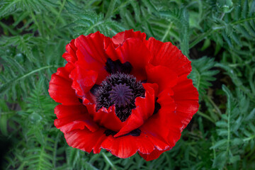 Red poppy in the field close-up. Beautiful red poppy top view close-up