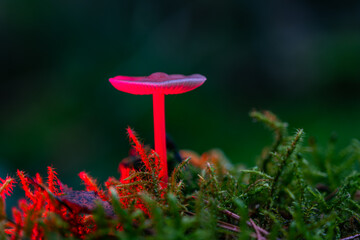 Beautiful mushrooms in the great light in the forest.