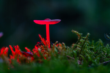Beautiful mushrooms in the great light in the forest.