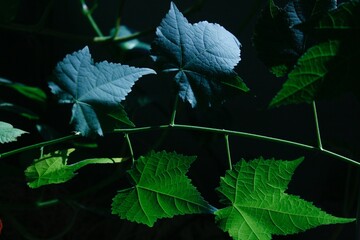 Plants, Green Leaves, Orange Blossom