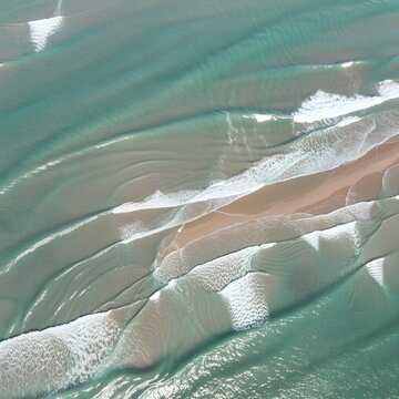 sea shell on the beach