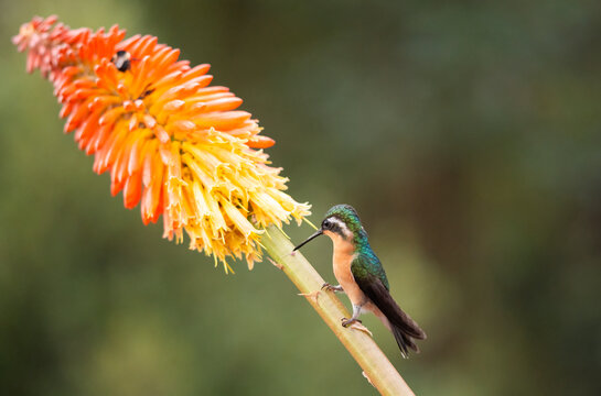 Female White-Throated Mountaingem Perched On A Orange Flower   - Powered by Adobe