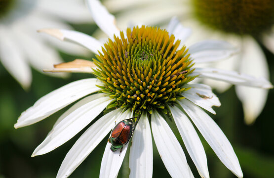 Large Red Beetle bug on white cone flower