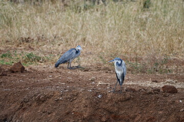 Graceful herons stand alert in natural dry grassland habitat
