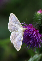 On a plant, a species of lepidopteran insect of the Crambidae family - Patania ruralis