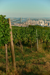 Vertical view of sunlit vineyard rows stretching across the hillside, with Vienna and the Danube visible in the distance, capturing warm sunlight, serene harvest atmosphere, and picturesque landscape.