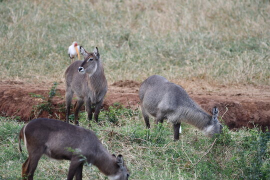 Graceful antelopes graze in lush savanna landscape