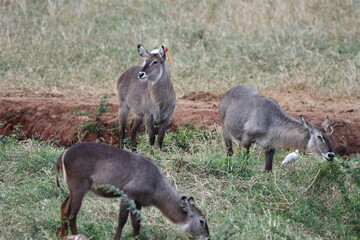 Graceful waterbucks graze peacefully in grassy savanna landscape