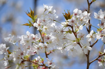blooming cherry tree