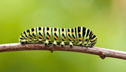 Swallowtail Caterpillar Crawling on Branch with Green Background.