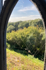 Close-up of spider web in natural light