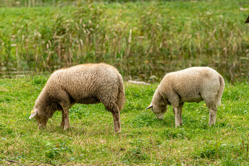 Two white sheep with a woolly coat grazing peacefully on lush green grass in a countryside pasture
