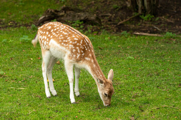 A beautiful young fallow deer with a light brown coat and white spots grazing peacefully on green grass in a forest clearing
