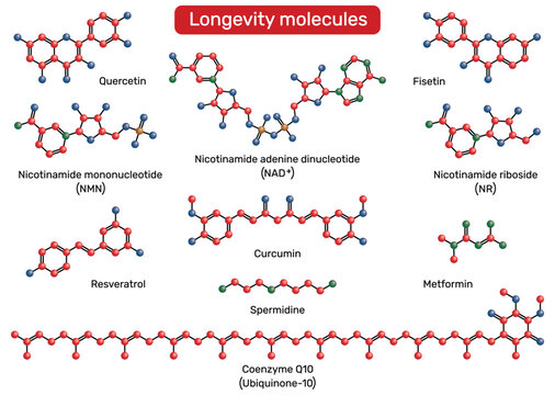 Longevity molecules. NAD+, nicotinamide mononucleotide (NMN), nicotinamide riboside (NR), spermidine, resveratrol, fisetin, quercetin, metformin, coenzyme Q10, curcumin